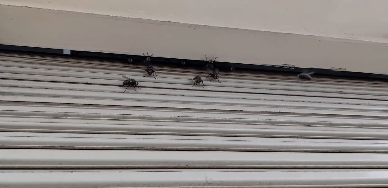 老旧卷帘门缝隙大，蚊虫容易溜入车间